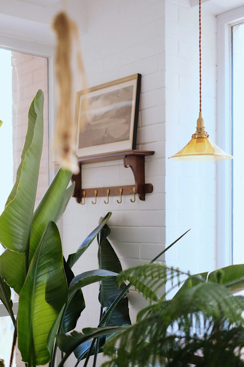 green-leafed plant near wall hook and pendant light