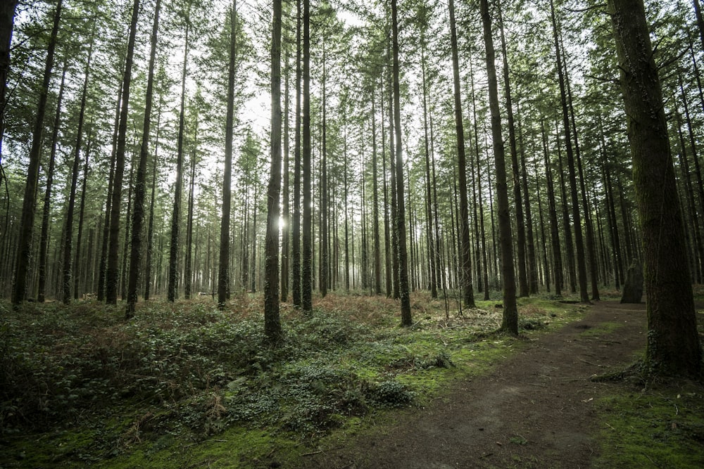 green leafed trees