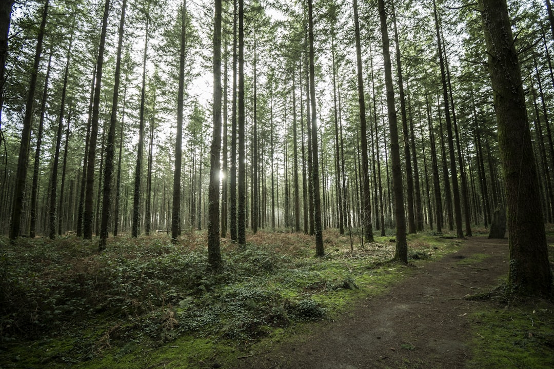 Forest photo spot Camors Vannes