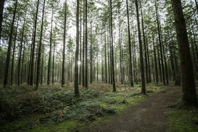 green leafed trees