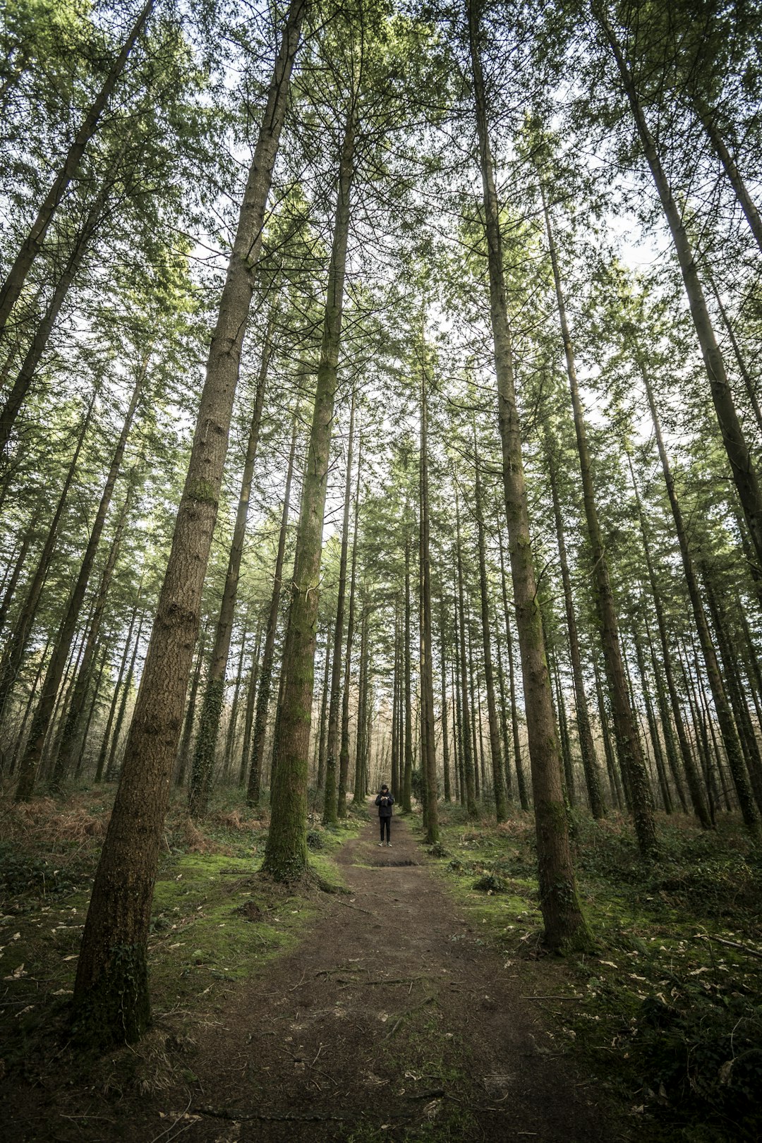 Forest photo spot Camors Gâvres