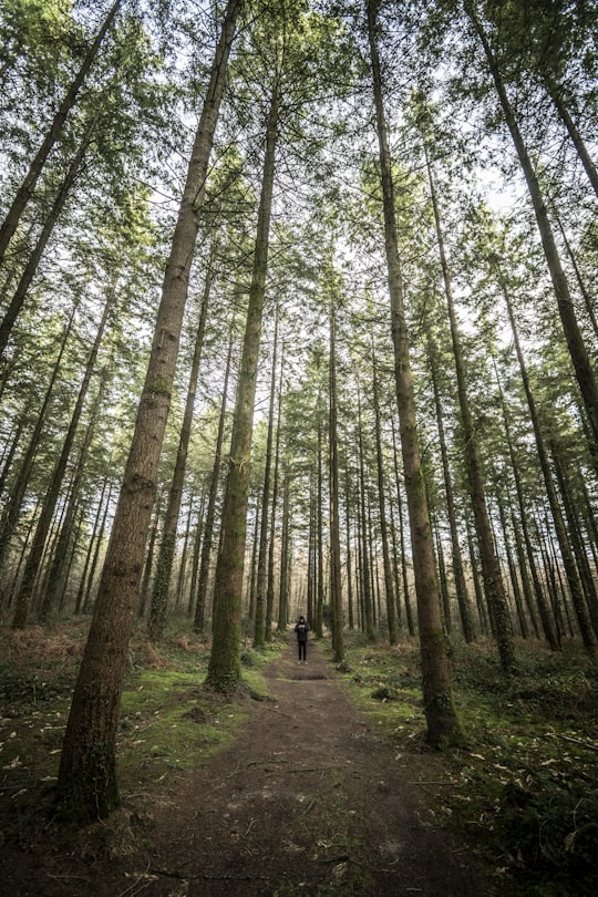 trail surrounded with green-leafed trees in Camors France