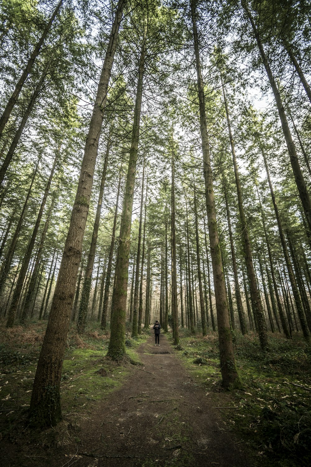 trail surrounded with green-leafed trees