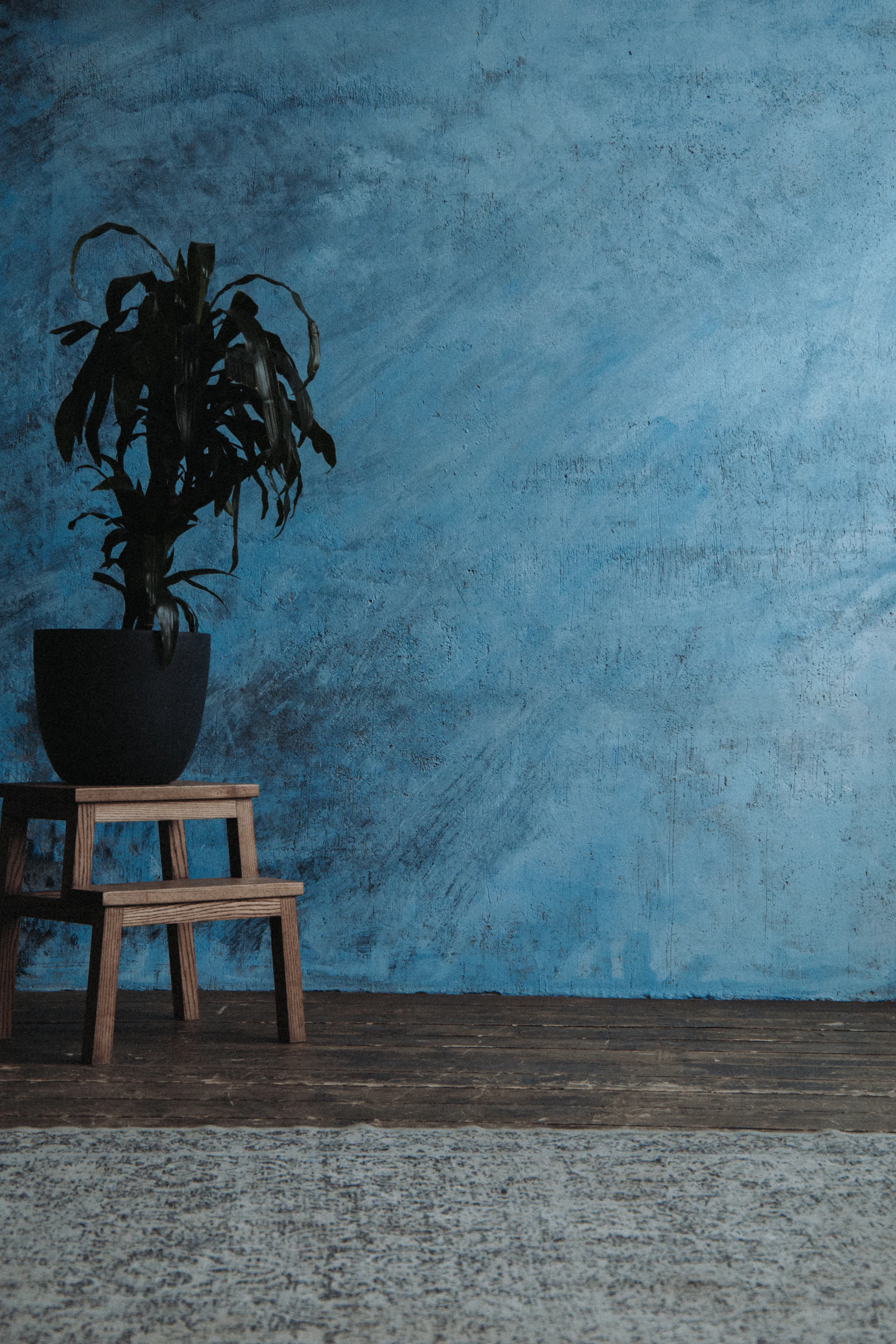 A deep blue textured wall behind a plant on a wooden stool