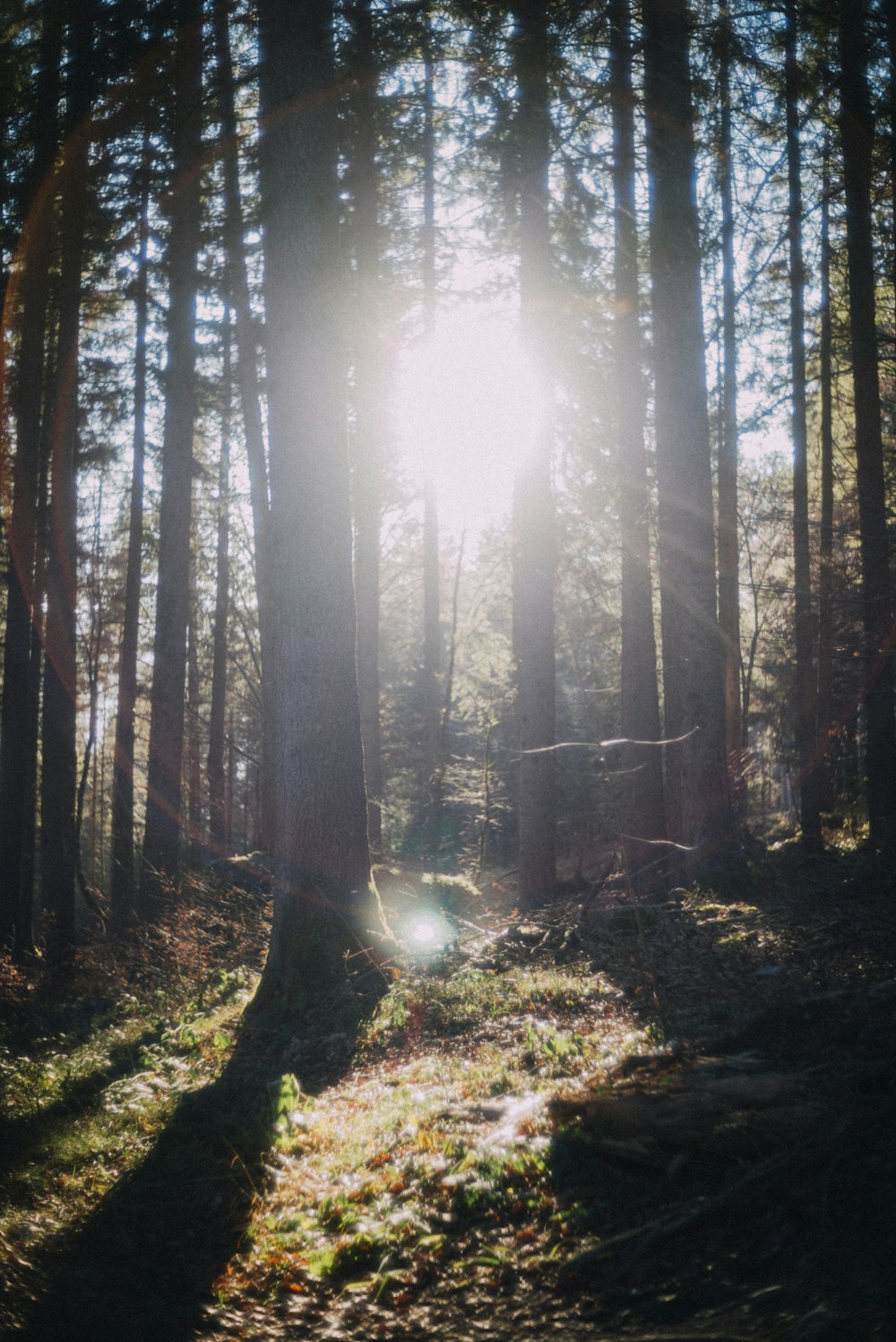 view photography of green forest trees with sun rays