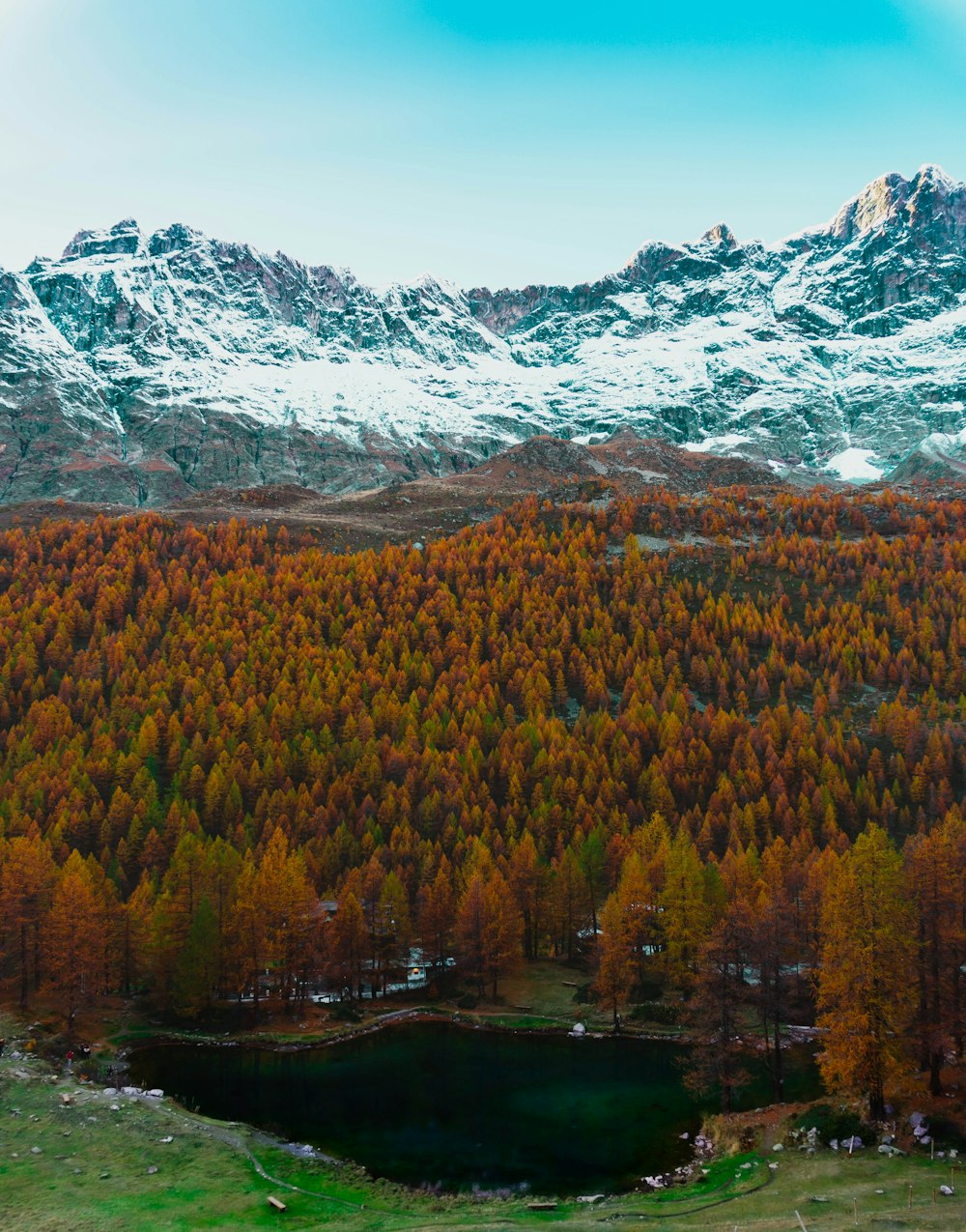 brown and green trees