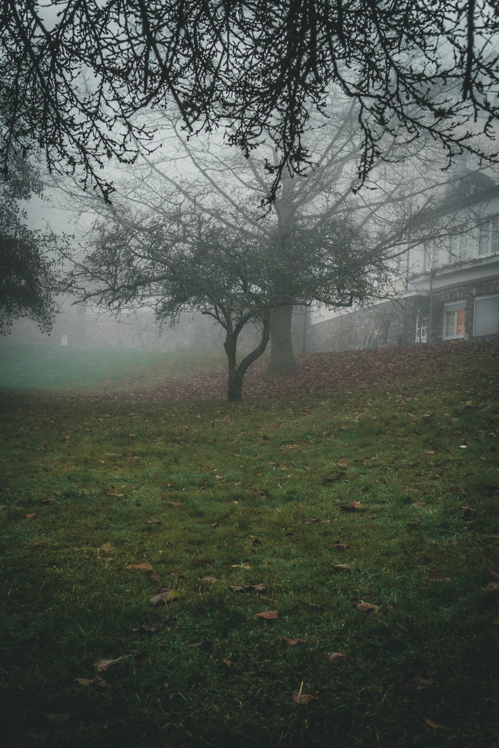 view photography of green tree near building during foggy day