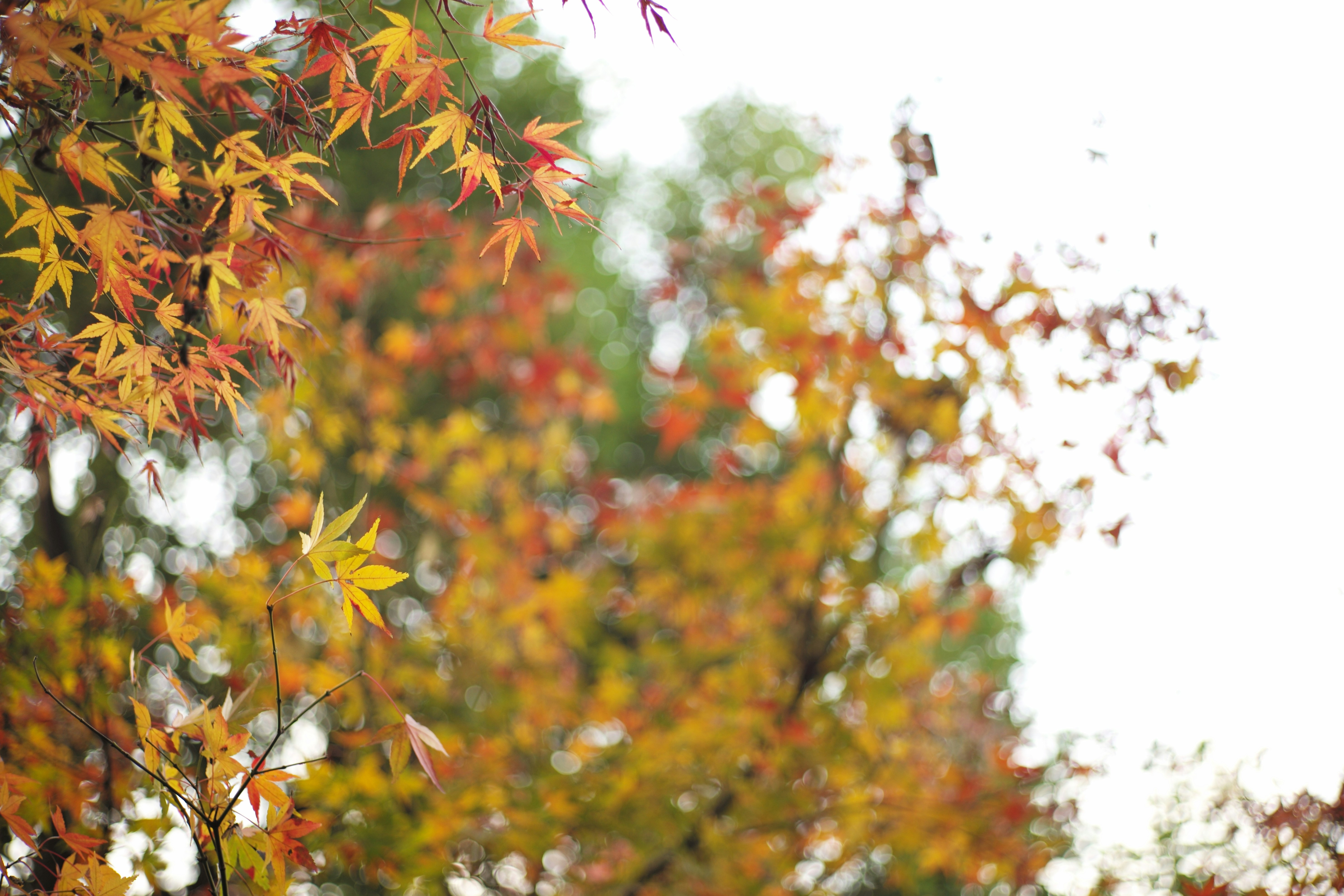 Photo by fanfan80532