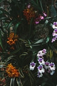 A colorful array of orchids in a floral arrangement.