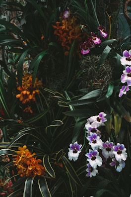 A colorful array of orchids in a floral arrangement.