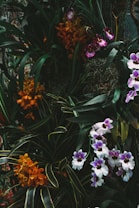 A lush arrangement of vibrant orchids among dense green foliage. The flowers display a variety of colors including bright orange, deep purple, and soft white with purple accents, creating a rich tapestry against the dark green leaves.