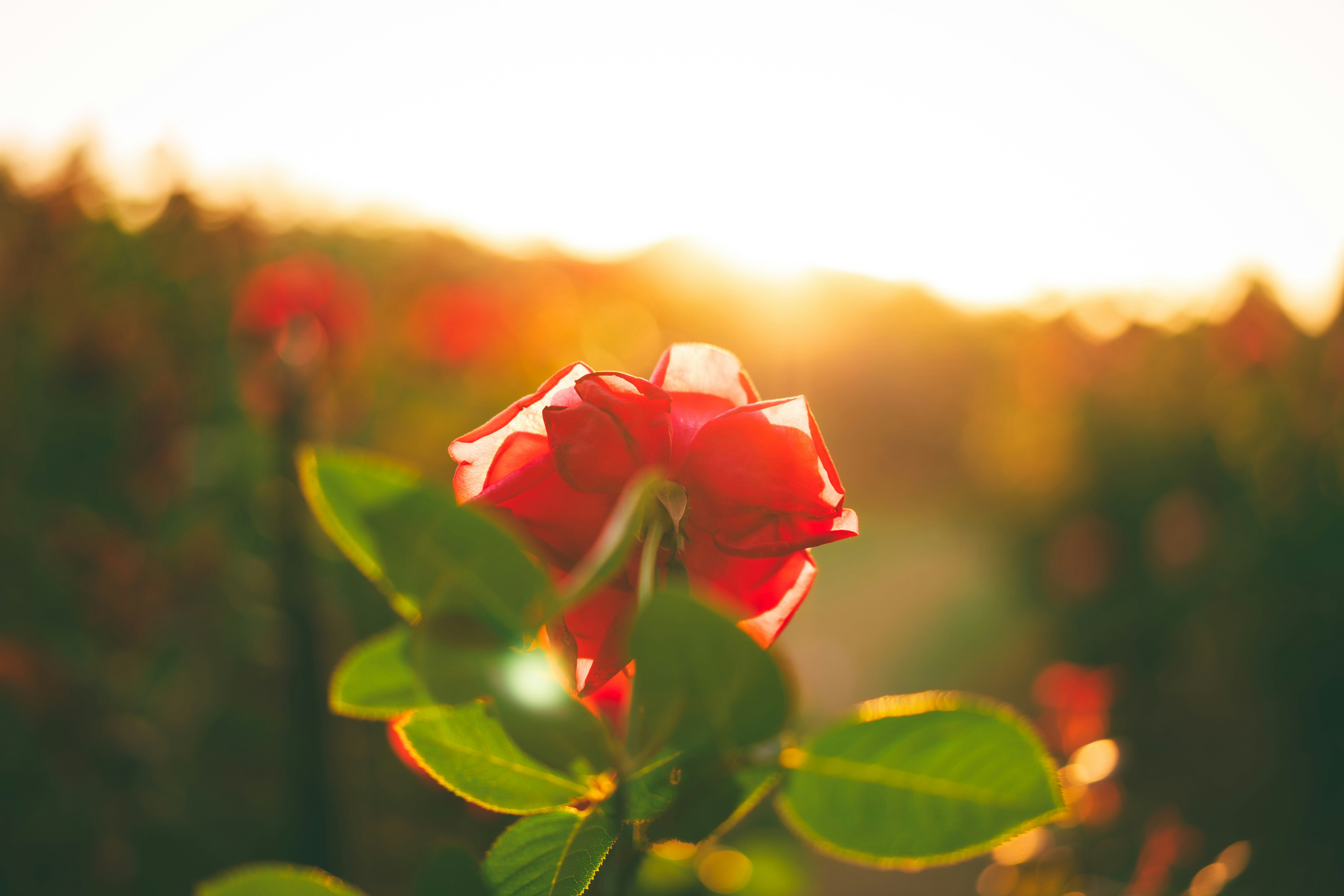 Photo by duckman1992