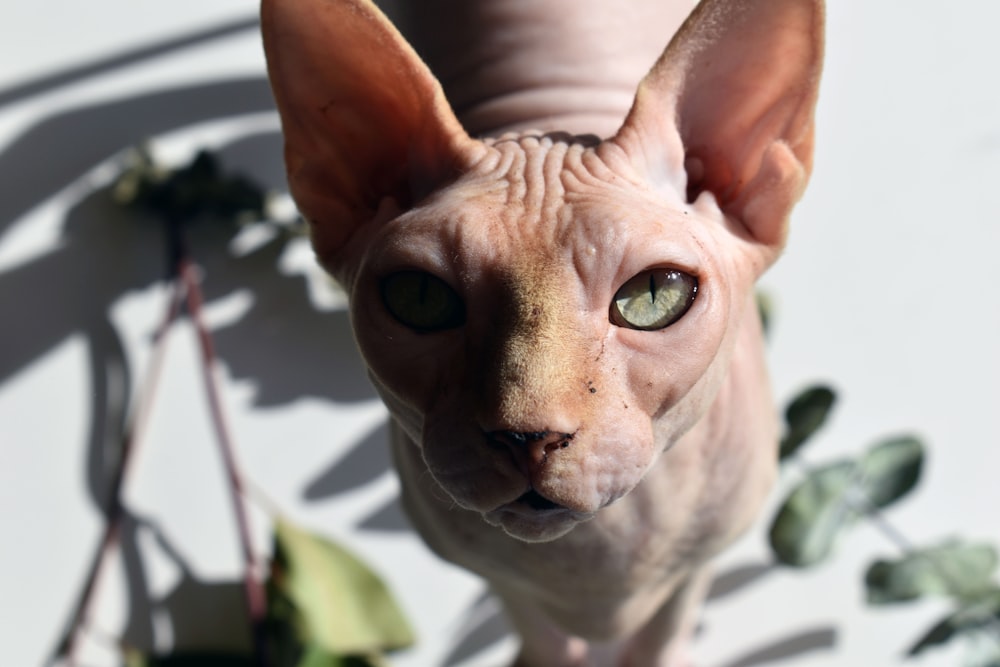 pink hairless cat