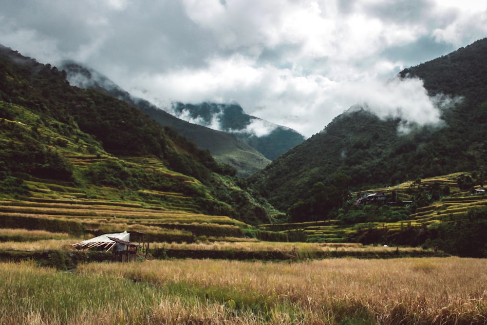 green and brown grass field