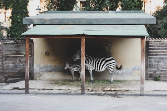 white and black zebra in Bioparco Italy