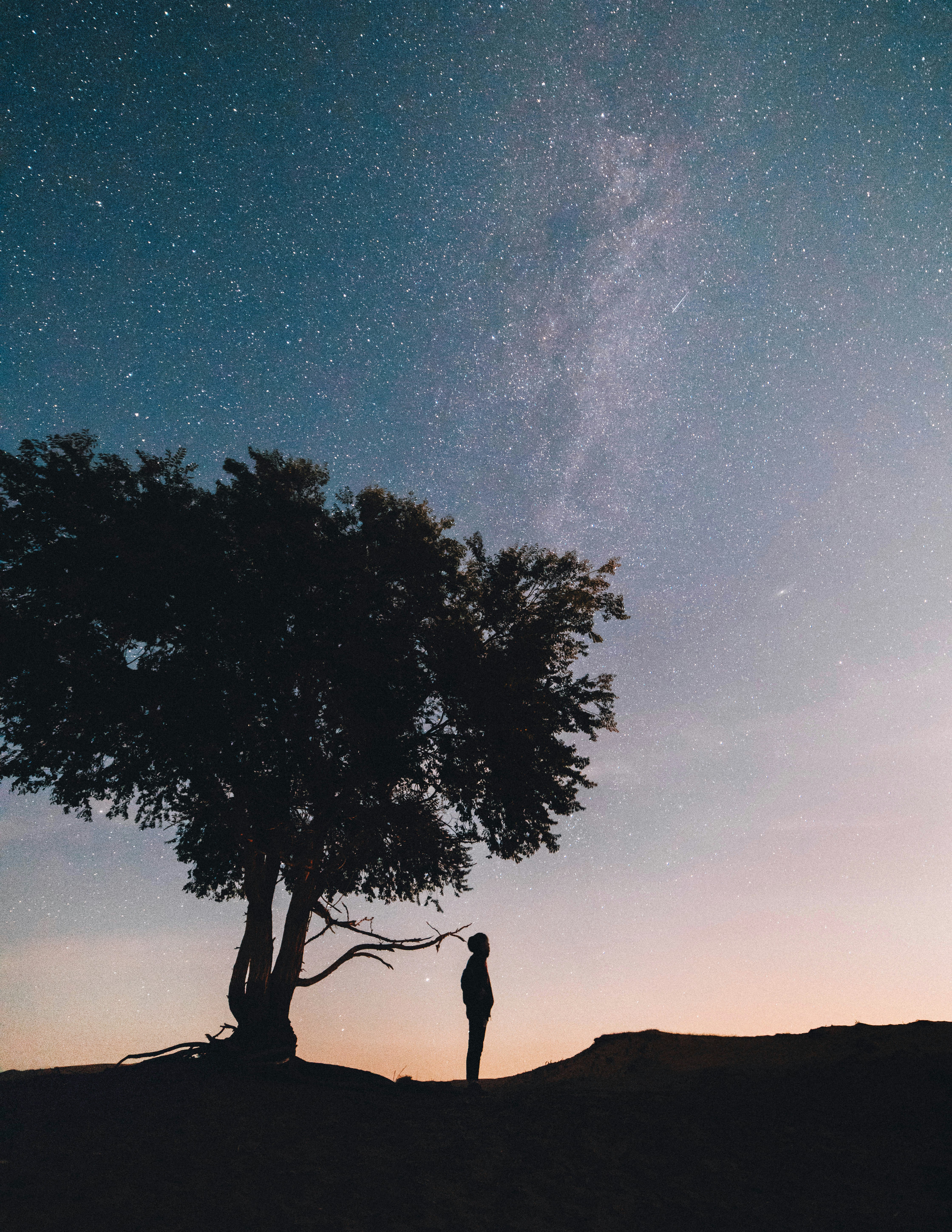 Silhouette Of Man Standing Under The Tree Photo Free Nature Image On Unsplash
