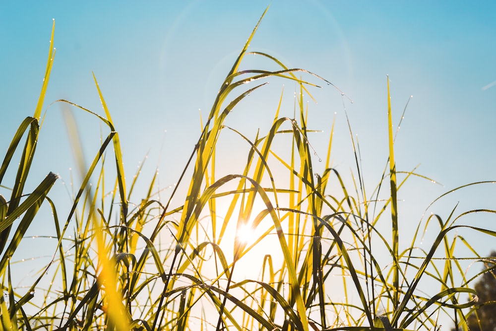 low-angle photography of green grass