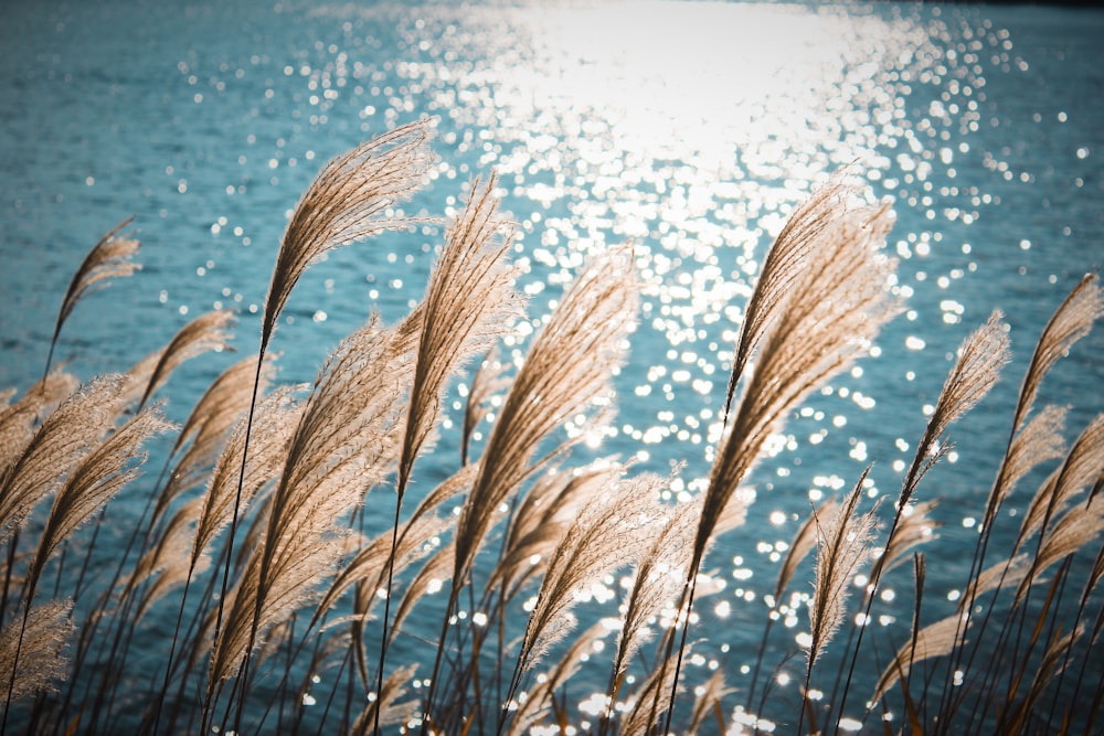 brown grass near body of water