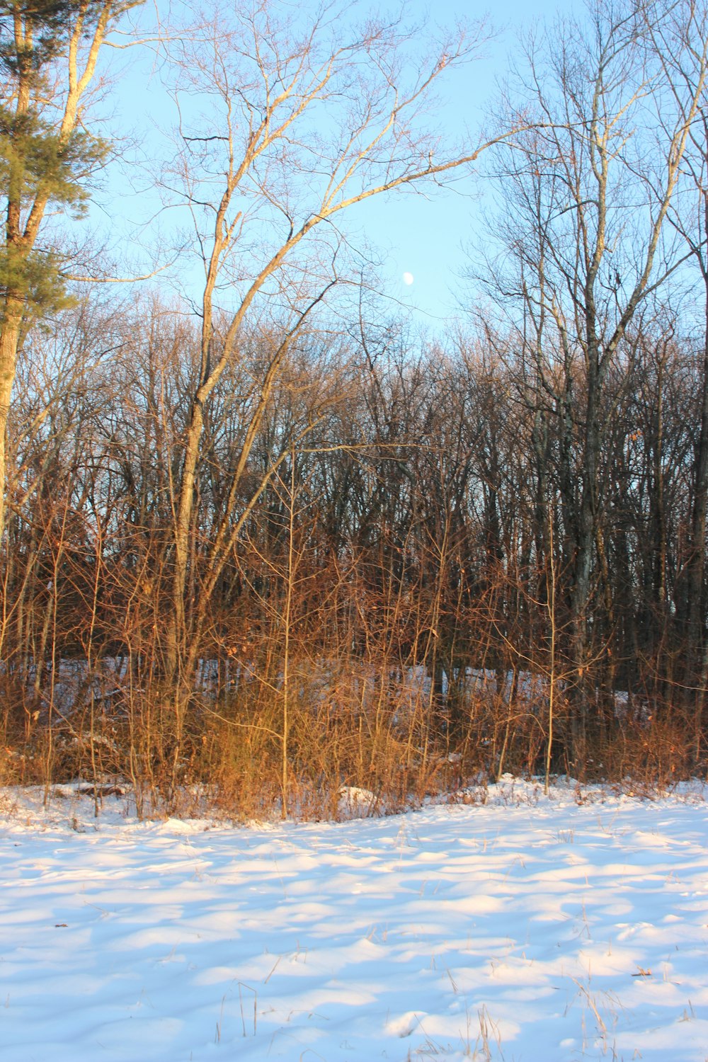 bare tree and icey surface