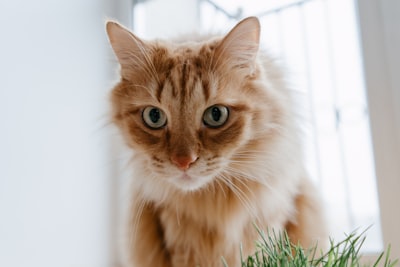 Wie man Verhaltensprobleme mit Katzenurin löst – Tipps zur Bewältigung und Lösungen für zufällige Urinierung auf Teppichen und weichen Oberflächen