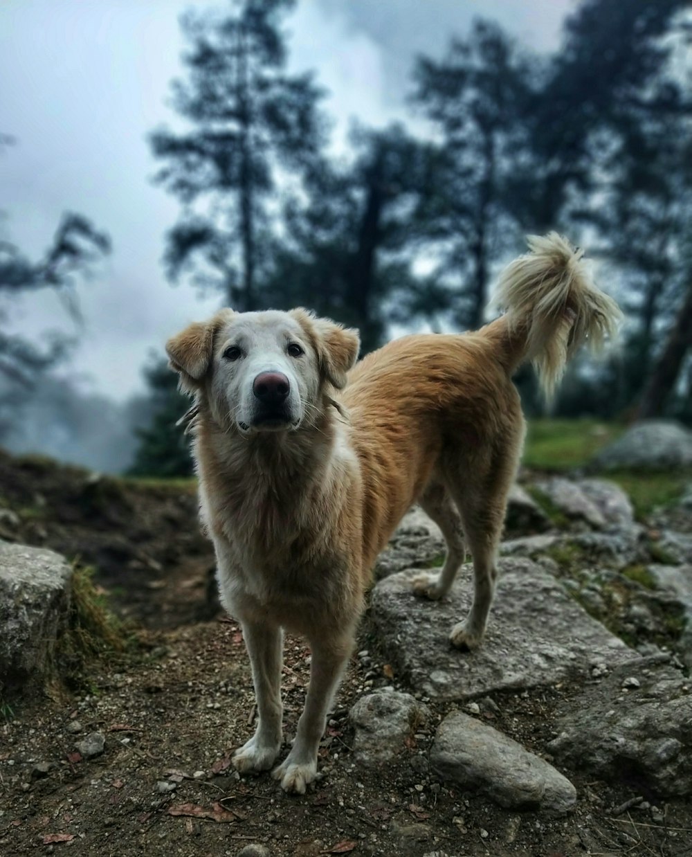 short-coated brown dog