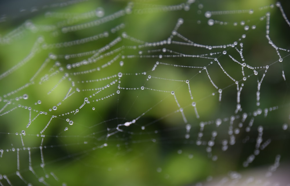 closeup photo of spiderweb