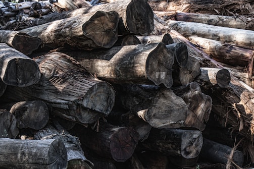A pile of large, aged logs stacked together, displaying rough, textured surfaces and varying shades of brown. The logs are cut at both ends and some have visible cracks and growth rings. Sunlight casts soft shadows across the logs, highlighting their rugged details.