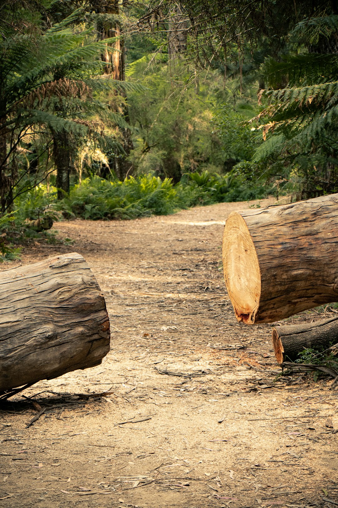 log on ground near trees