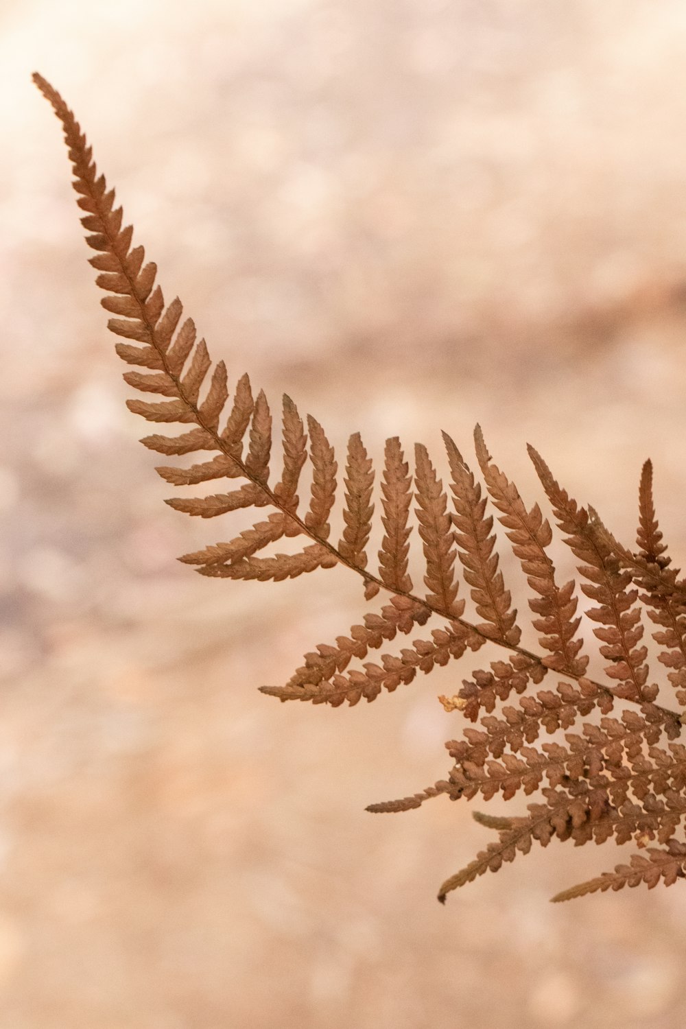 brown Boston fern