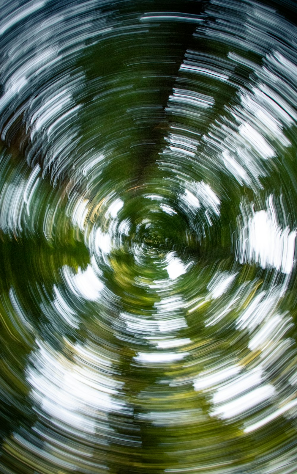 a circular view of trees in a forest