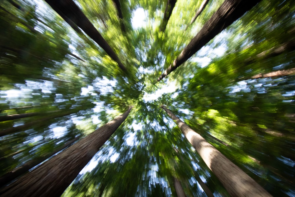 low-angle photo of leafed trees