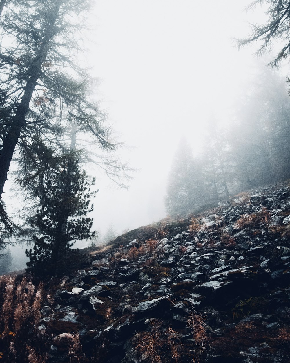 green trees beside cliff surrounded by fogs