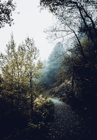 A serene forest pathway surrounded by tall trees with a misty atmosphere. The path is winding and covered with small pebbles and leaves, leading into the dense forest. The trees are a mix of green and yellow foliage, and the background is shrouded in fog, adding a sense of depth and mystery to the scene.