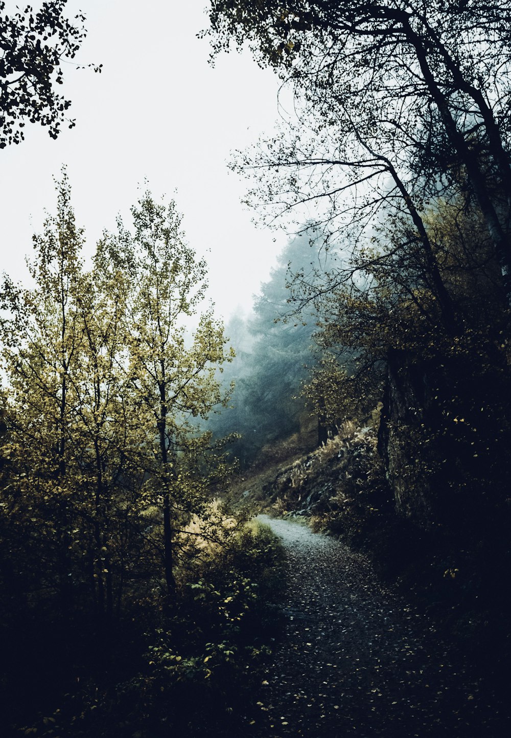 dirt road and trees during day