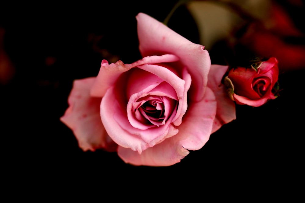 pink rose