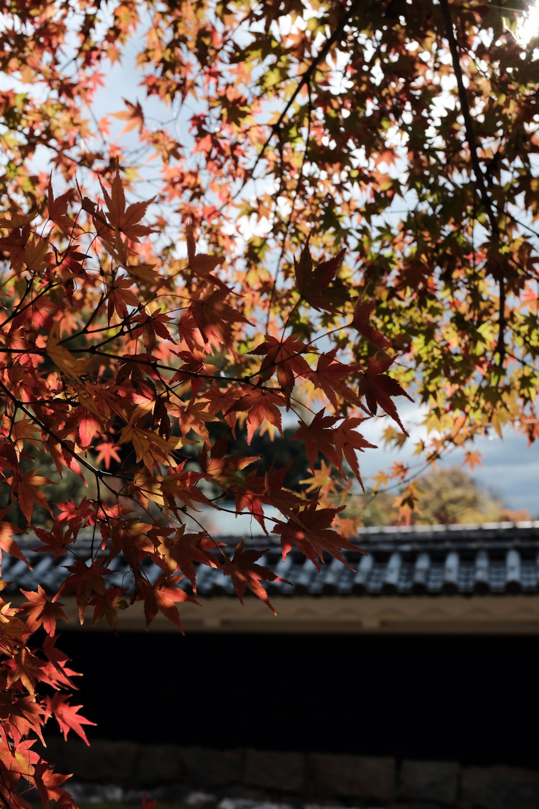 brown-leafed trees