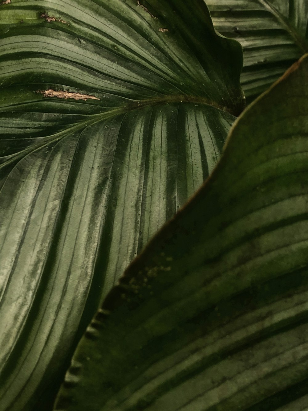 green leafed plant