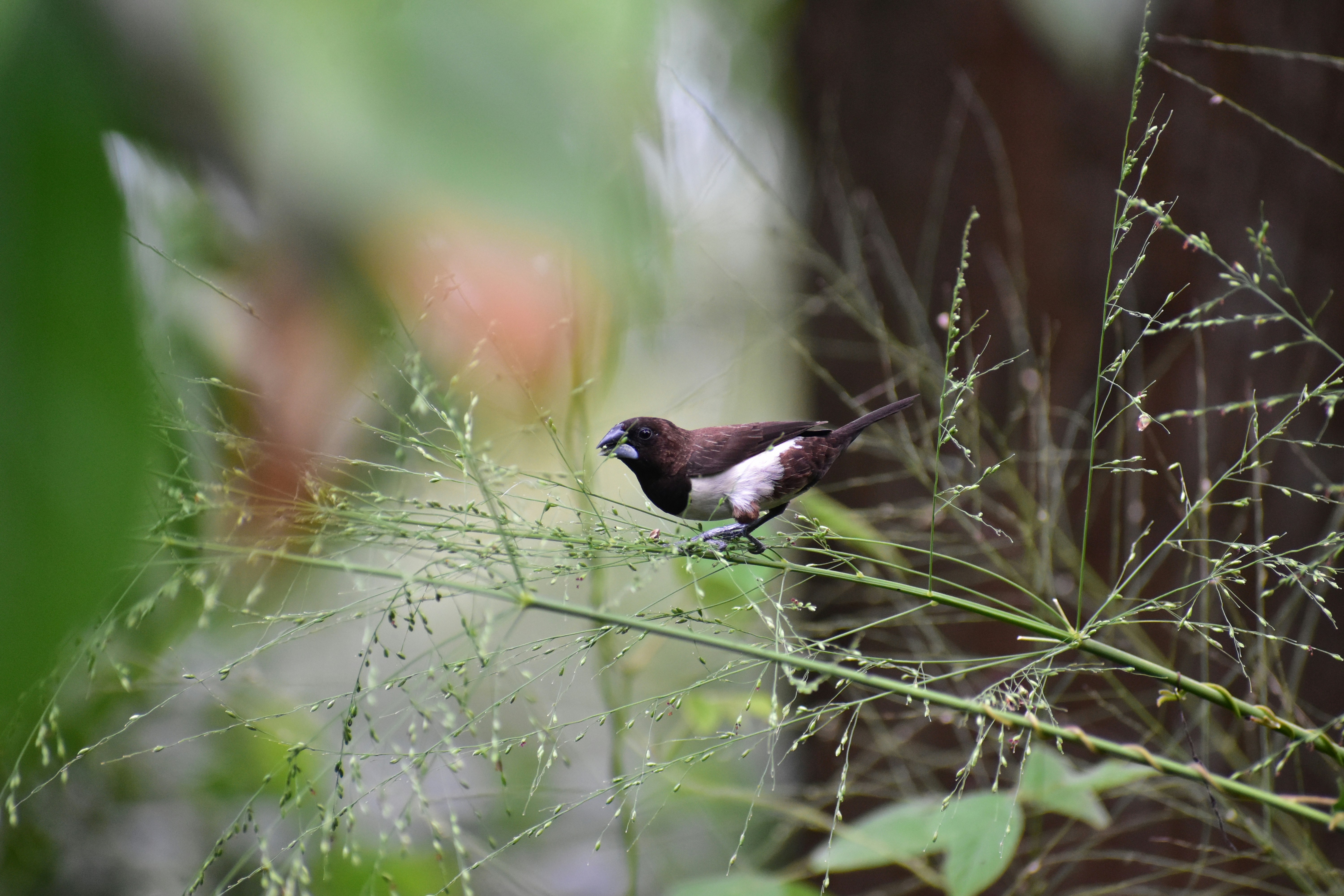 Photo by kavithudapola
