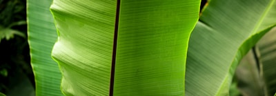 High-quality close-up of fresh banana leaves stacked neatly for export.