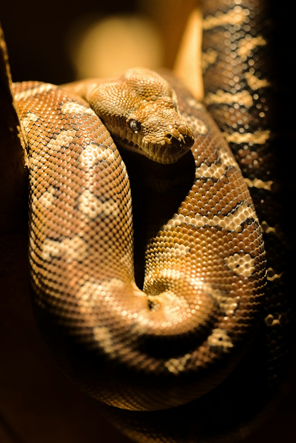 brown python