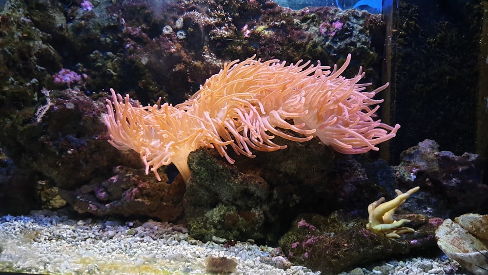 brown sea anemone