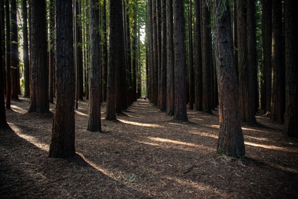 landscape photography of trees int he forest