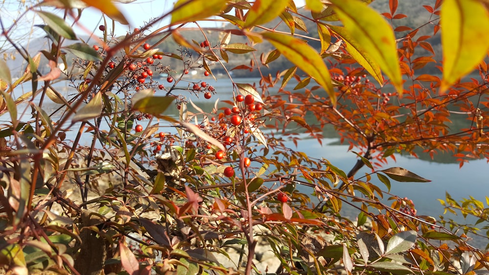 árboles de hojas verdes