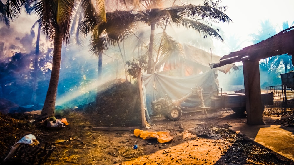 green coconut palm trees