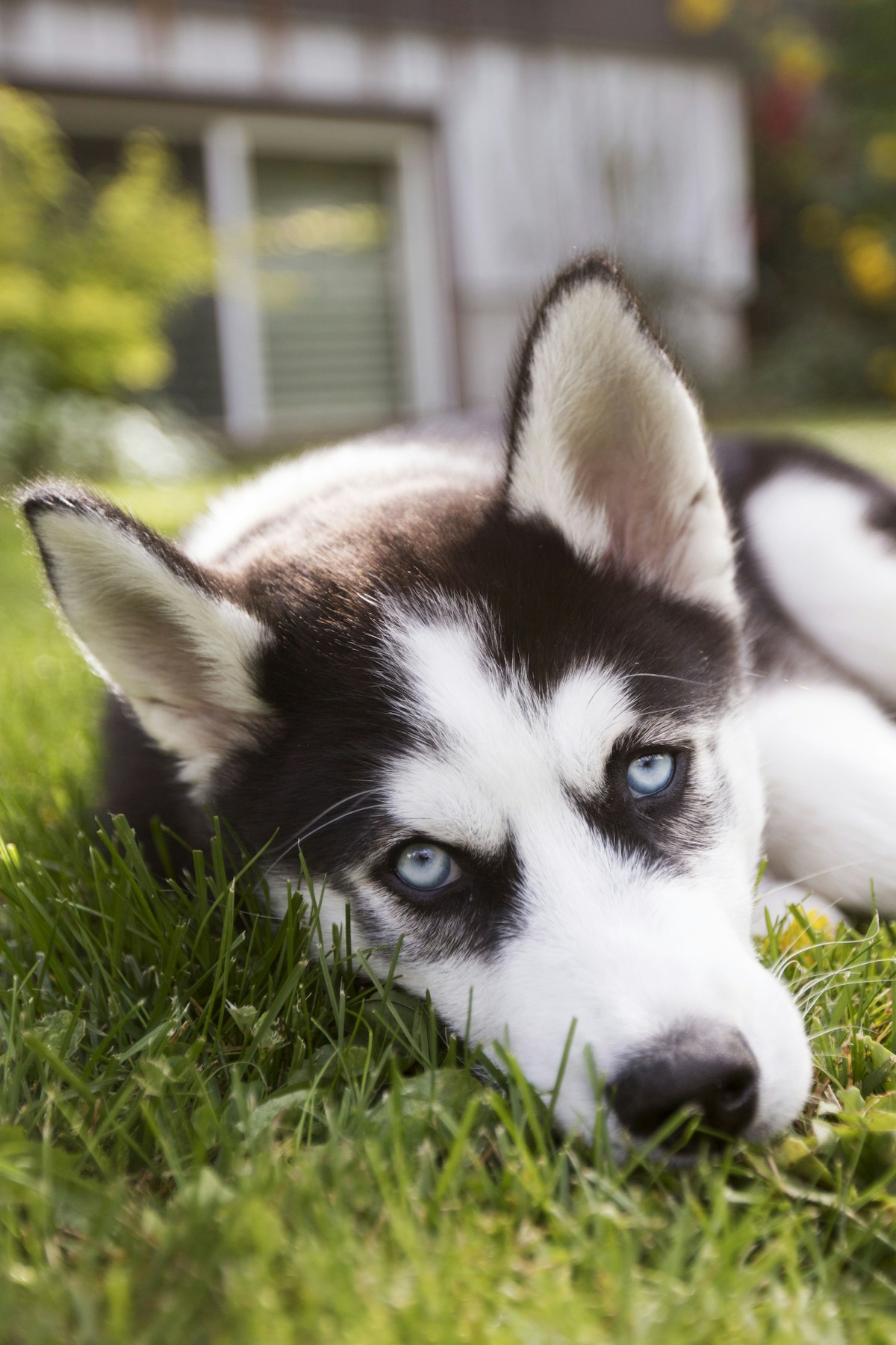 Filhote de Husky Siberiano preto e branco de olhos azuis deitado na grama