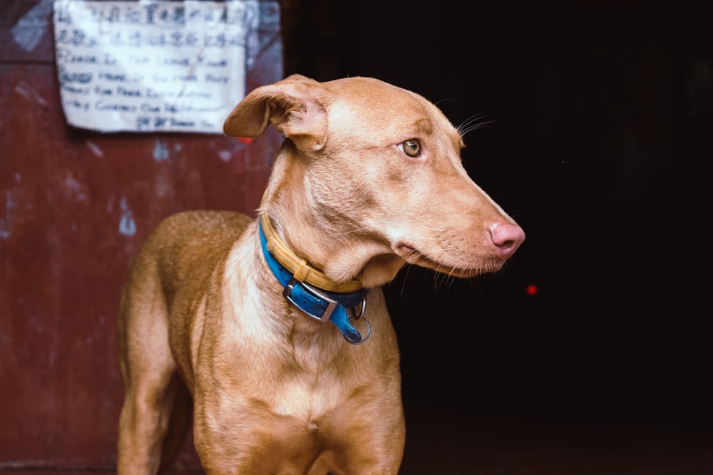 short-coated brown dog with two blue and yellow collars