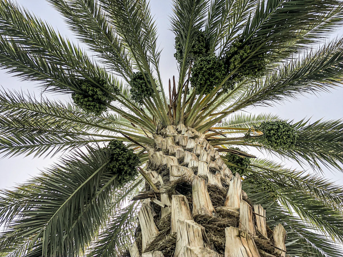 Date Palm Phoenix dactylifera Rajasthan Khajur India — PlantCare