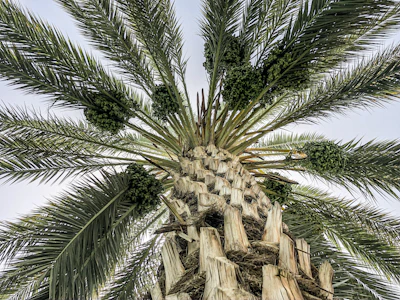 Date Palm / Khajur