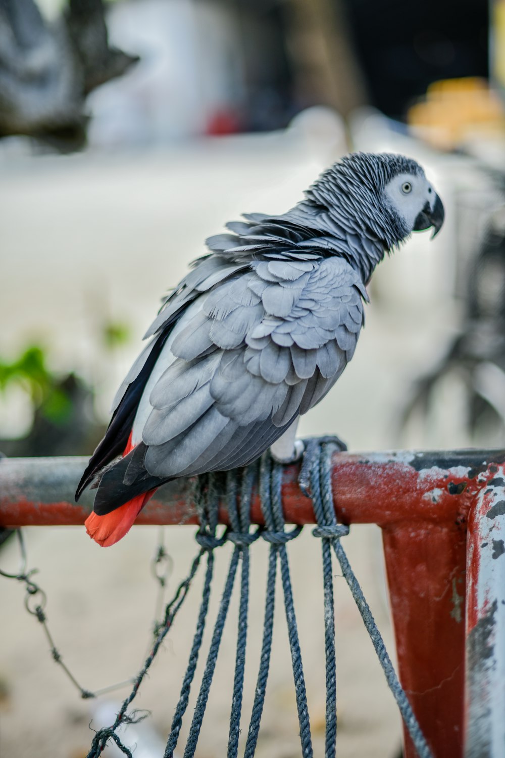 gray and white parrot on metal post