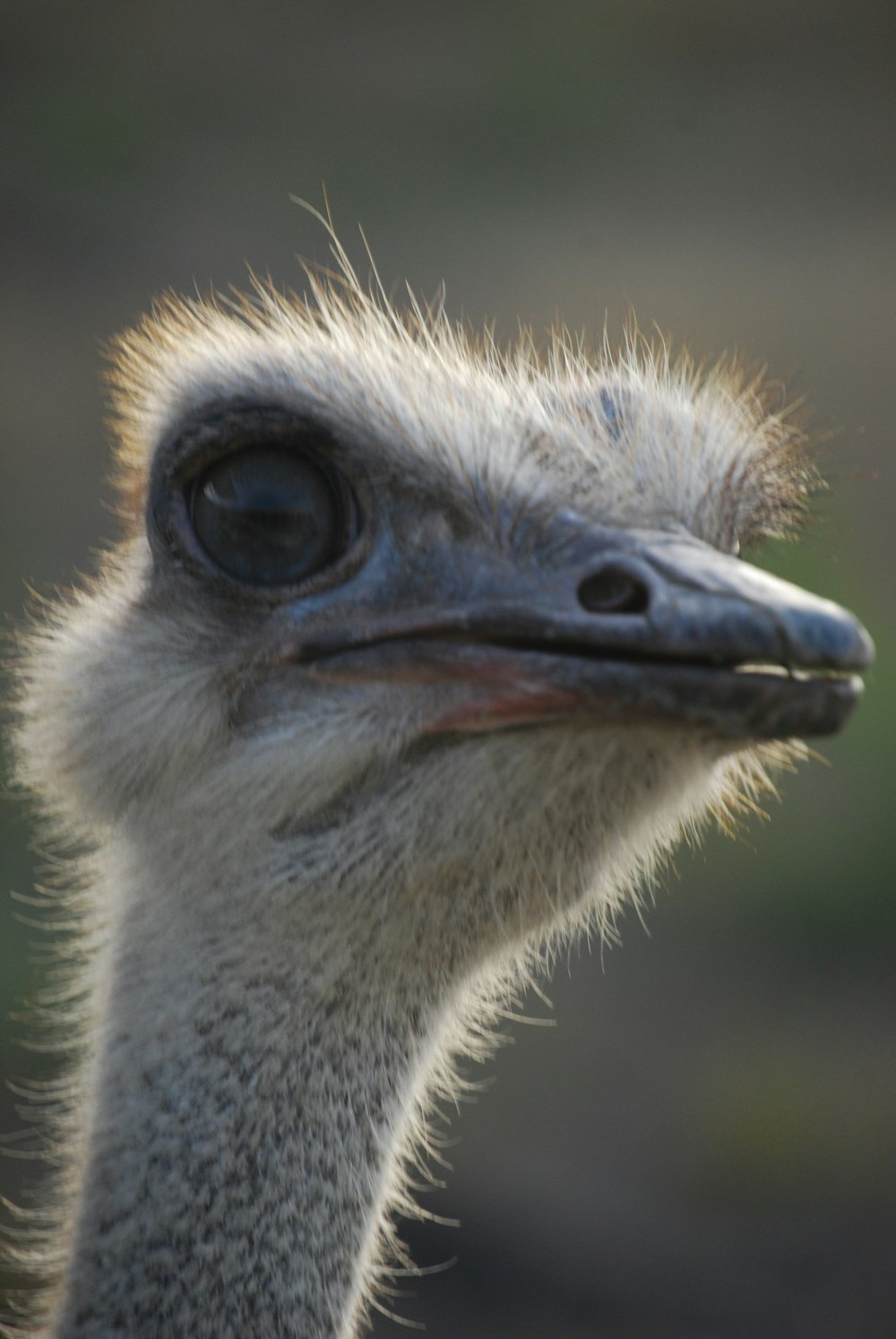 gray ostrich